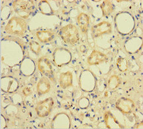 CXXC5 Antibody PACO36738