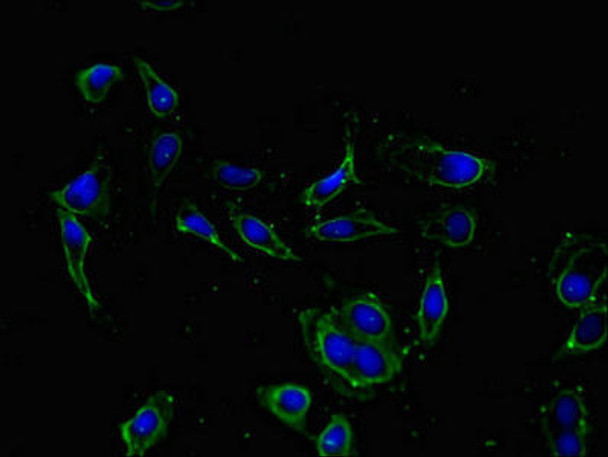 KCNIP4 Antibody PACO36894