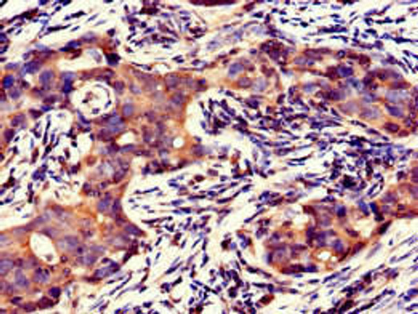 GFRAL Antibody PACO36906