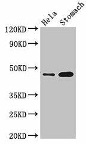 GFRAL Antibody PACO36906