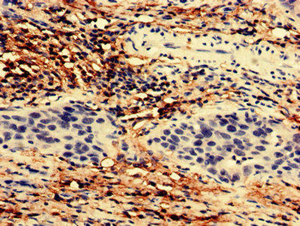 TEX43 Antibody PACO37182