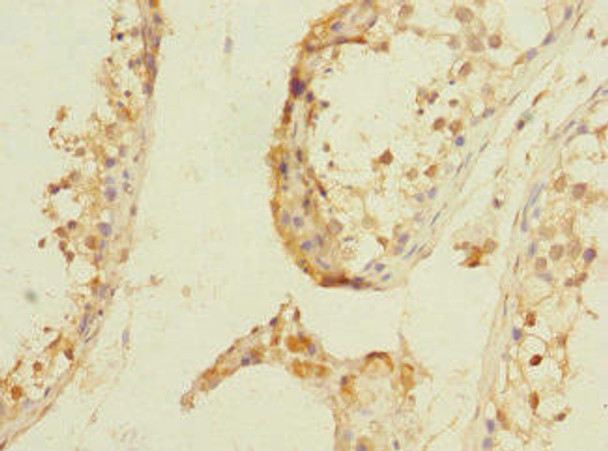 NPM2 Antibody PACO37458