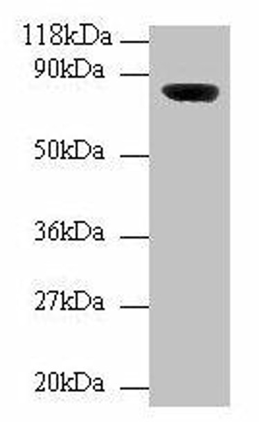 Wdpcp Antibody PACO37586