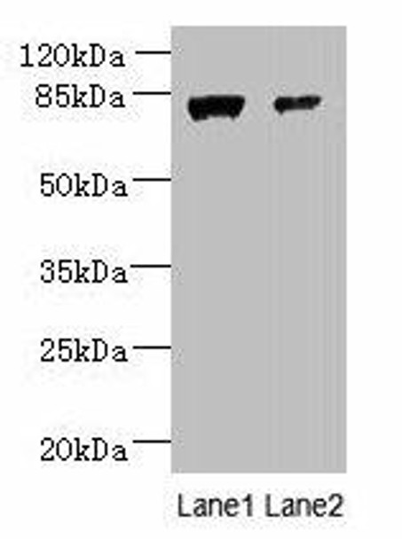 WDR49 Antibody PACO37662