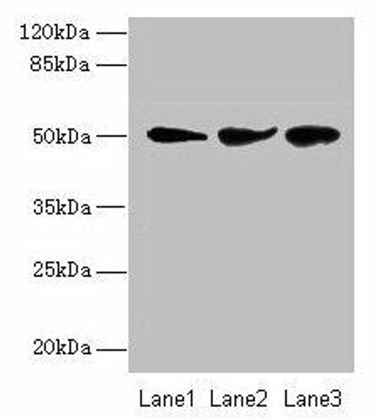 NIM1K Antibody PACO37674