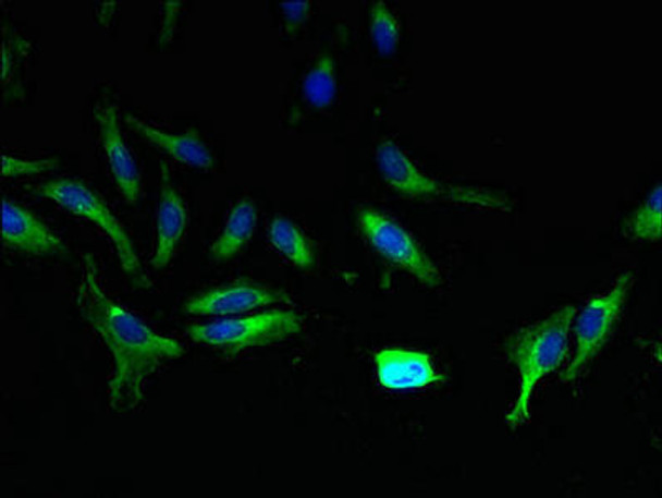 ABCA9 Antibody PACO37730