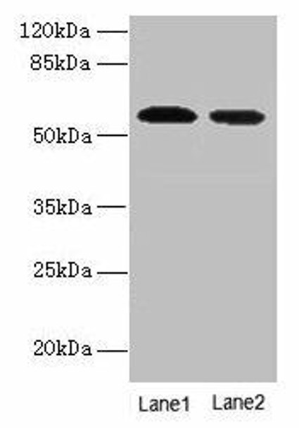Hmgcs1 Antibody PACO37766
