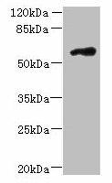 FAM126B Antibody PACO37790