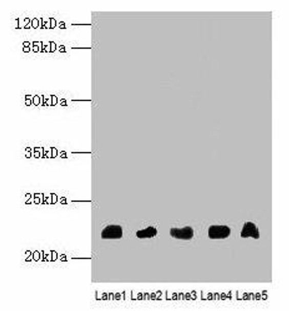 NRSN1 Antibody PACO37822