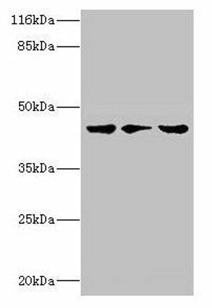 PSKH2 Antibody PACO38198