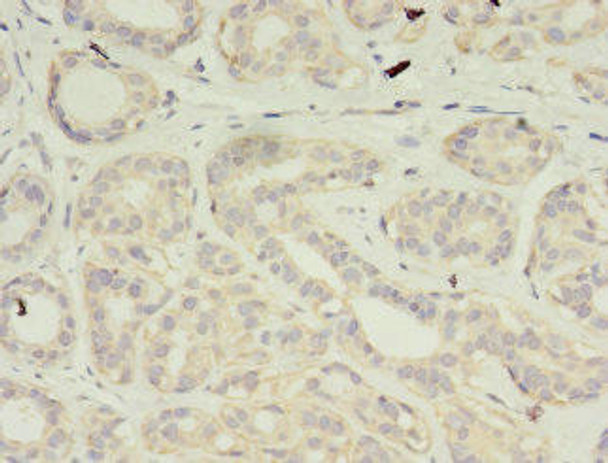 VSIG2 Antibody PACO38734