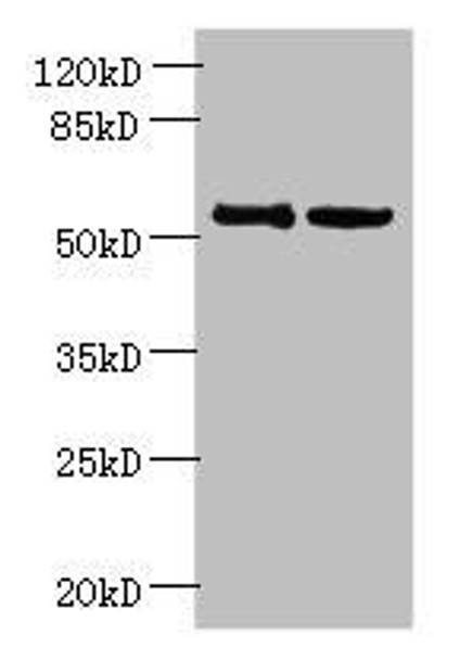 UTP15 Antibody PACO38838