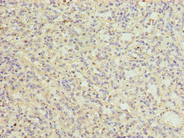 CATSPER2 Antibody PACO39034