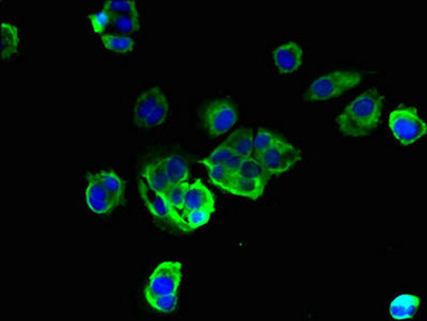 TMEM256 Antibody PACO39394