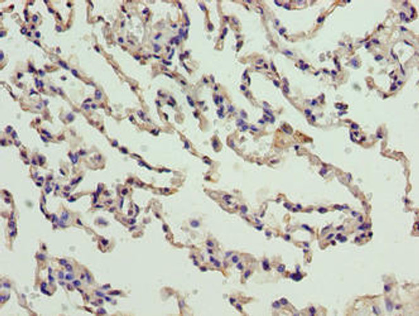 CNIH3 Antibody PACO39466