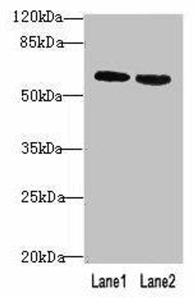 BTN2A2 Antibody PACO39502