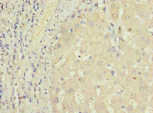 GPR146 Antibody PACO39566