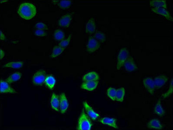 GPR146 Antibody PACO39566