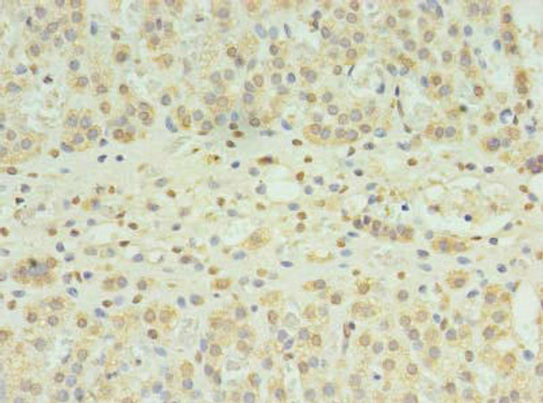 SLC22A24 Antibody PACO39646