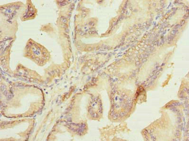 Plet1 Antibody PACO39738