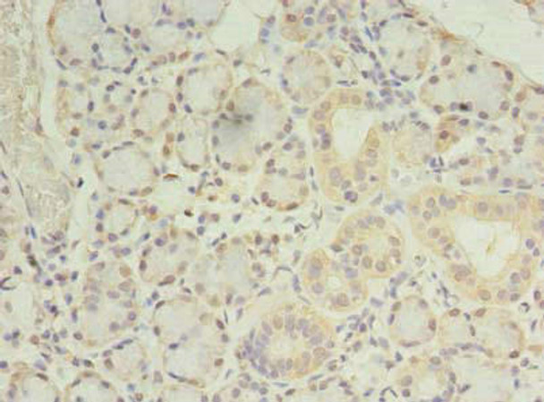 PRRC1 Antibody PACO39870