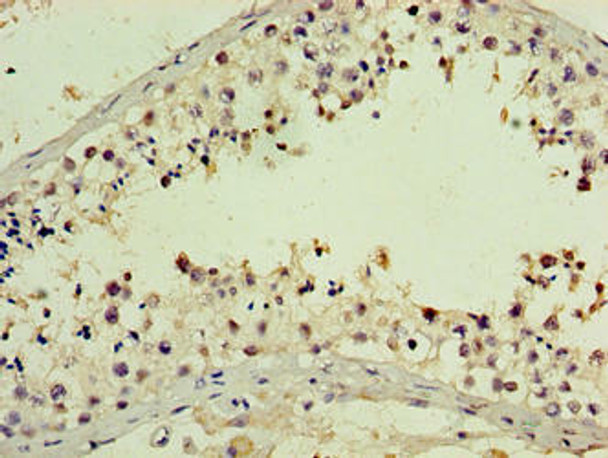 PNMA5 Antibody PACO39882