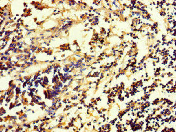 RHEBL1 Antibody PACO39970