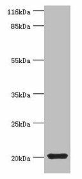 MYLPF Antibody PACO40074