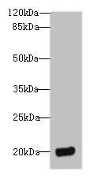 DEFB129 Antibody PACO40546