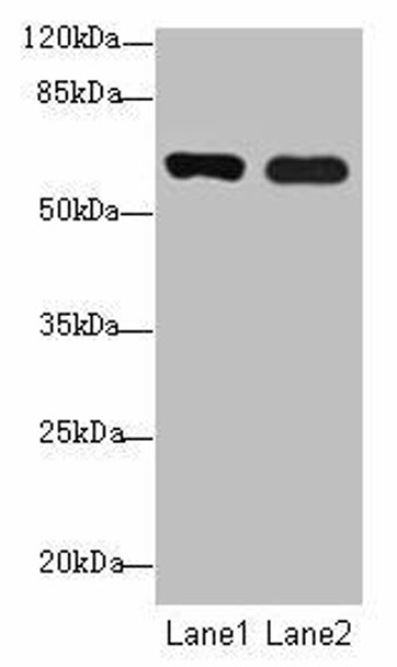 SPTLC3 Antibody PACO40658