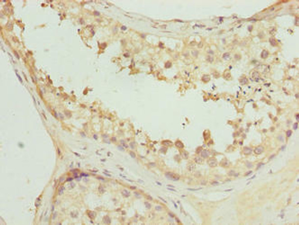 PCED1A Antibody PACO40786