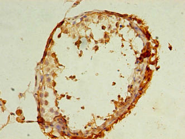 REEP4 Antibody PACO41338