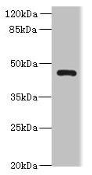 VAT1L Antibody PACO41362