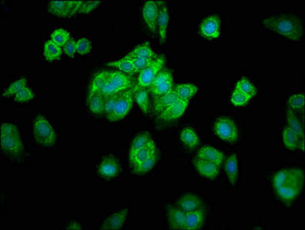 MRPL16 Antibody PACO41722