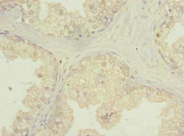 FNDC11 Antibody PACO41842