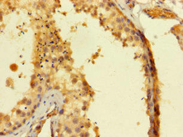 SAMSN1 Antibody PACO41974