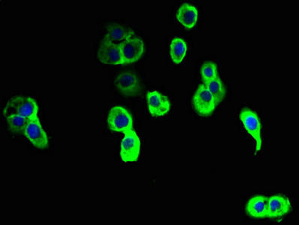 NINJ2 Antibody PACO42002