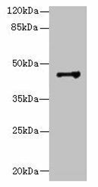 DSCC1 Antibody PACO42110