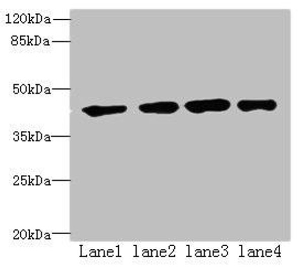 QTRT1 Antibody PACO42130