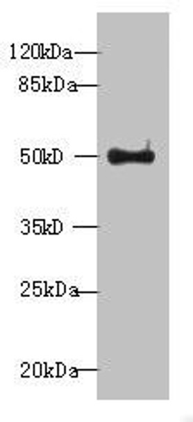 WDR37 Antibody PACO42850