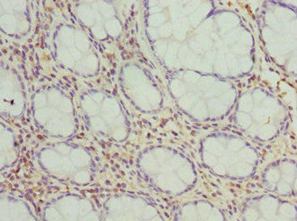 FMO1 Antibody PACO44477