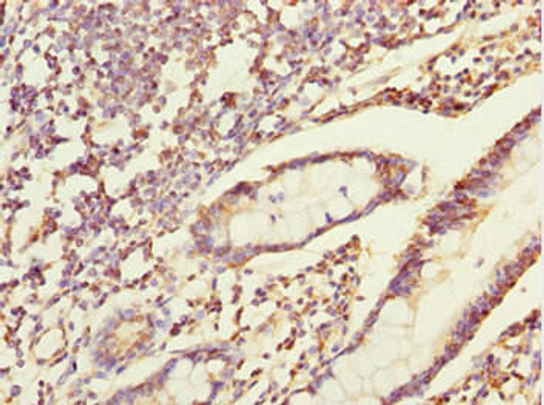 ERO1A Antibody PACO44634