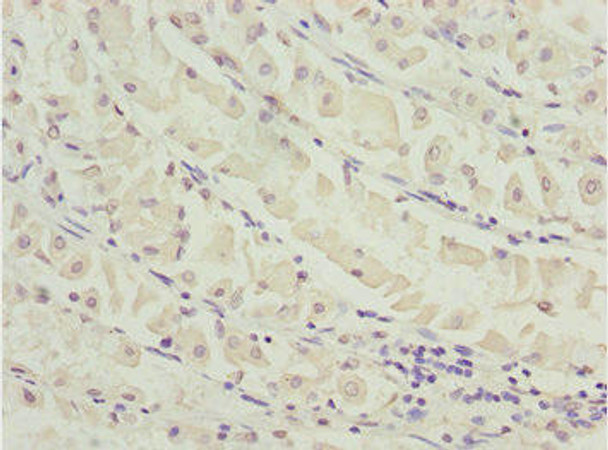 MEOX1 Antibody PACO44657