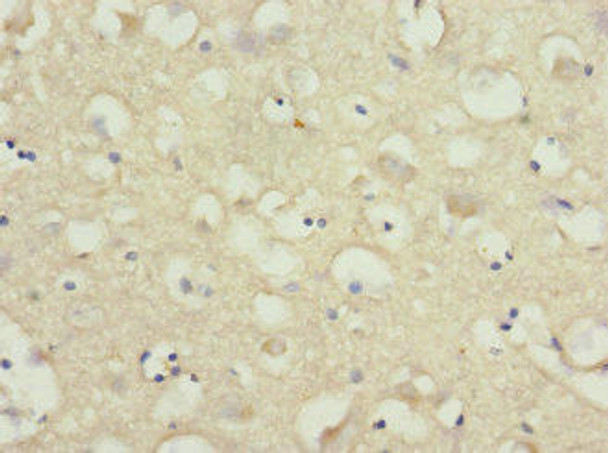 NRXN3 Antibody PACO45332