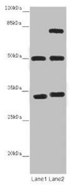 TUBA1B Antibody PACO46346