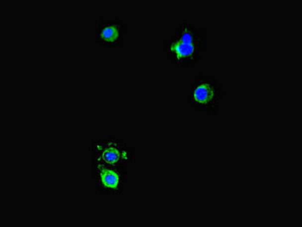 DNAJC3 Antibody PACO46506