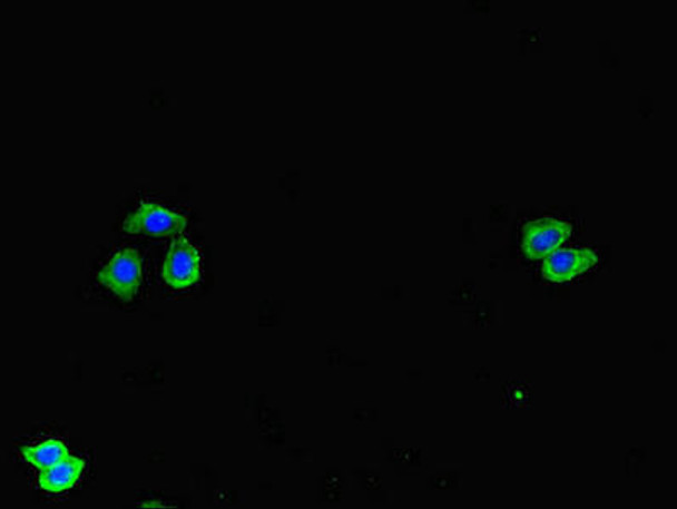 SPOCK1 Antibody PACO46618