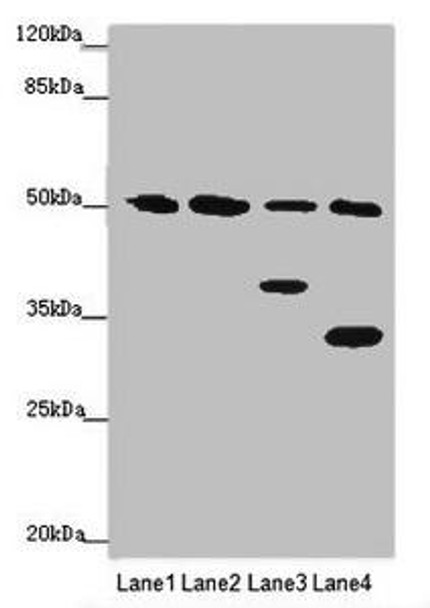 NCR3LG1 Antibody PACO46638