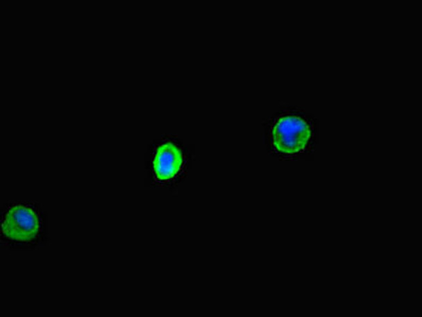 CLEC9A Antibody PACO46642