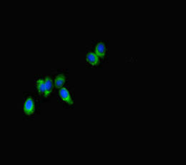 SPNS2 Antibody PACO46794